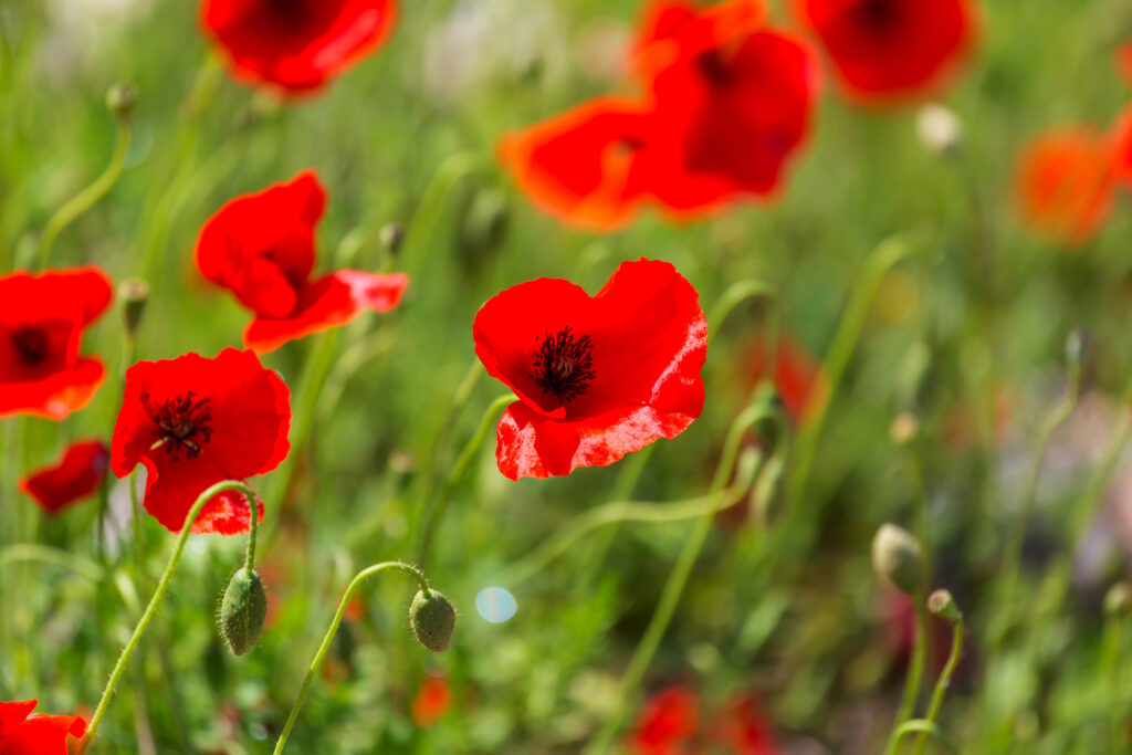 3-botana-tis-fisis-boithoun-katalthipsi-1